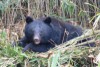 岡山県自然保護センター友の会総会＆講演会「ツキノワグマの生態について」【友の会会員限定】