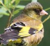観察イベント「早朝探鳥～鳥たちのコーラス～」