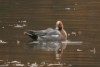 初心者のための自然観察会「池のまわりの野鳥」