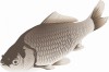フナの解剖をしよう