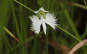 初心者のための自然観察会「教授が教えるサギソウと湿原の草花」