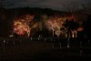 紅葉ライトアップ