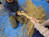 満喫自然体験「しめなわづくり」【受付終了】