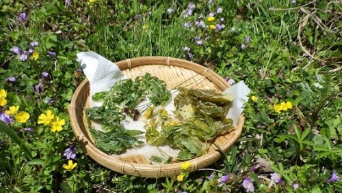 山菜調べと味比べ～食べて美味しい？食べたらヤバイ！？～【受付終了】