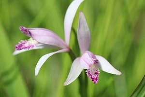 観察イベント「教授が教えるトキソウ観察会」