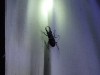 満喫自然体験「ライトに集まる夏の虫観察会」