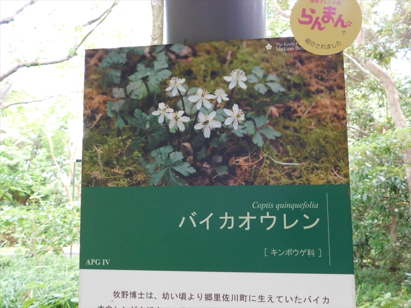 友の会30周年記念バスツアー　牧野植物園にいったゾ～