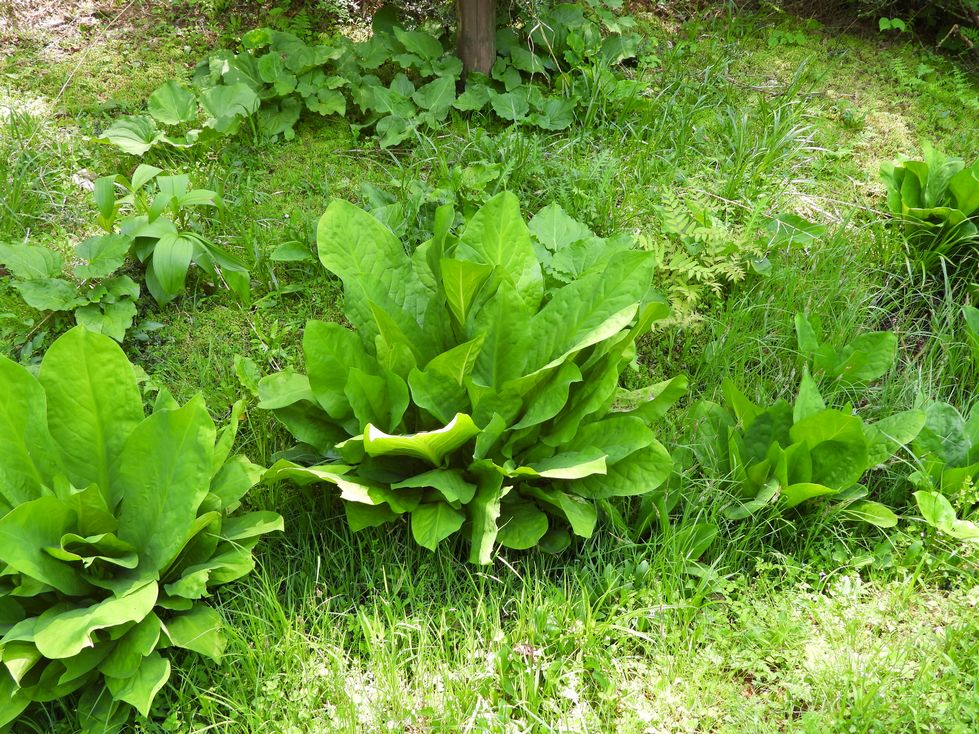現地集合観察会実施しました（県立森林公園）