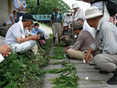 シダの世界写真6