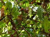秋の植物観察会写真９