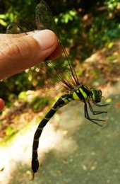 秋の植物観察会写真８