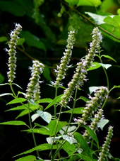 秋の植物観察会写真6
