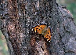 写真：ヒオドシチョウ