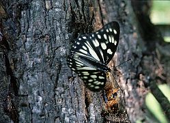 写真：ゴマダラチョウ