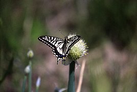 写真：アゲハ