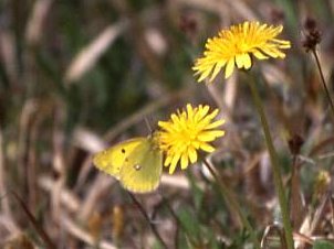 写真：モンキチョウ
