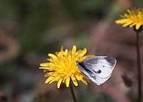 写真：モンシロチョウ
