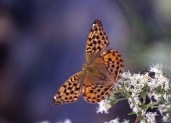 写真：オオウラギンスジヒョウモン