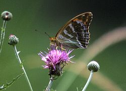 写真：ミドリヒョウモン