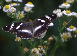 写真：メスグロヒョウモン