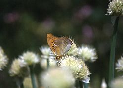 写真：クモガタヒョウモン