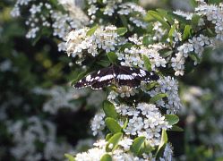 写真：アサマイチモンジ