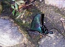 写真：ミヤマカラスアゲハ
