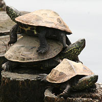 クサガメ