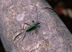 写真：ミドリカミキリ