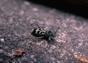 写真：エグリトラカミキリ
