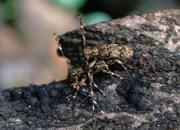 写真：ナガゴマフカミキリ