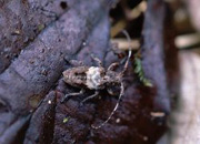 写真：ナカジロサビカミキリ