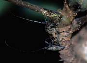 写真：センノキカミキリ