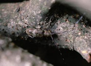 写真：ヒメヒゲナガカミキリ