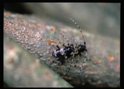 写真：ヒトオビアラゲカミキリ