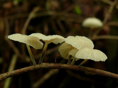 写真：アシグロホウライタケ(ツキヨタケ科)