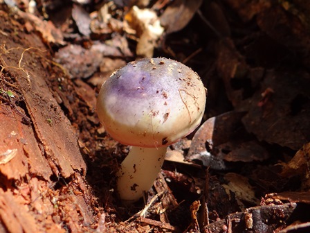 写真：カラムラサキハツ(ベニタケ科)