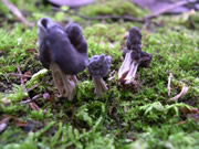 写真：クロノボリリュウタケ(ノボリリュウタケ科)