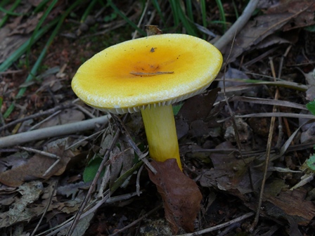 写真：ウコンハツ(ベニタケ科)