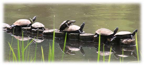 クサガメ（水生植物園）