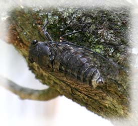 ハルゼミ（野草園付近）
