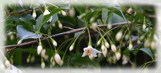 エゴノキ（2011/05/19、写真はエントランス付近。タンチョウケージ近くは22日は満開）