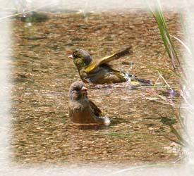 暑い日に水浴びするカワラヒワ（2011/05/20）