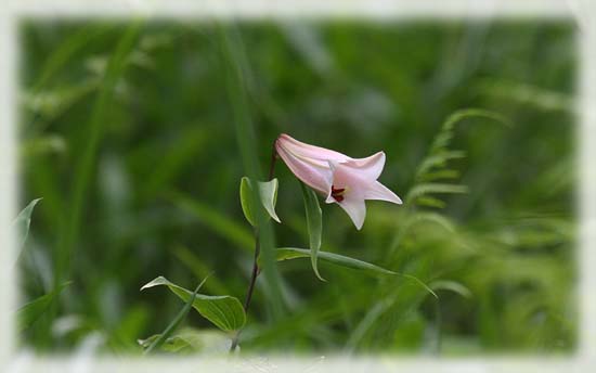 明日までに３～４花は開花しそう。６／１２の観察会には間に合いそうです。