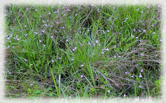 トキソウの開花は今がピーク。２０日の週までは見ることが出来そう。