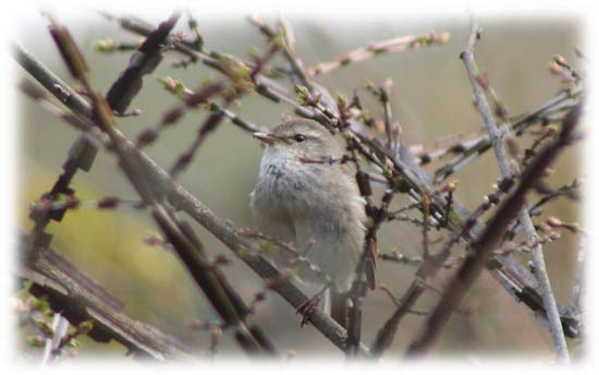 ウグイス。留鳥。センターに来てもうかれこれ３月近くになりますが、見れたのはこれ１度きり。