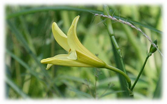 ユウスゲの開花が始まりました。
