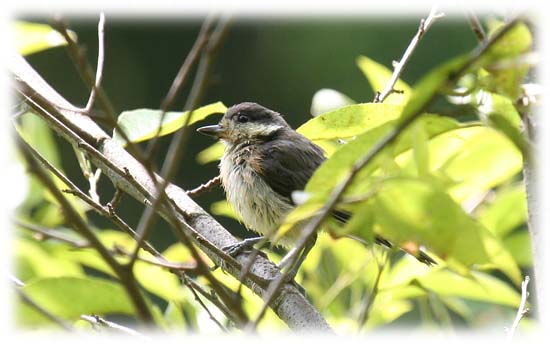 ヤマガラ幼鳥