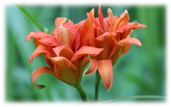 ヤブカンゾウ。やや縮れたように見える花弁が八重となり、ごちゃごちゃした感じ。