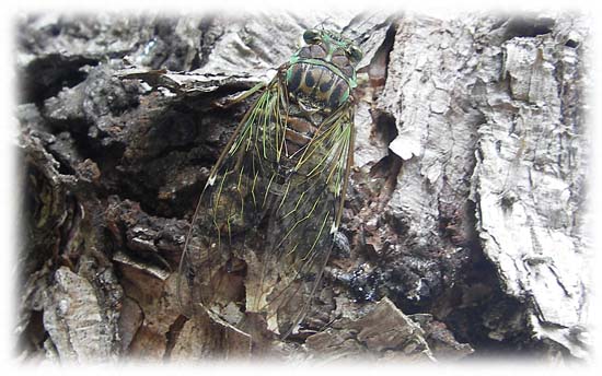 ヒグラシ♀